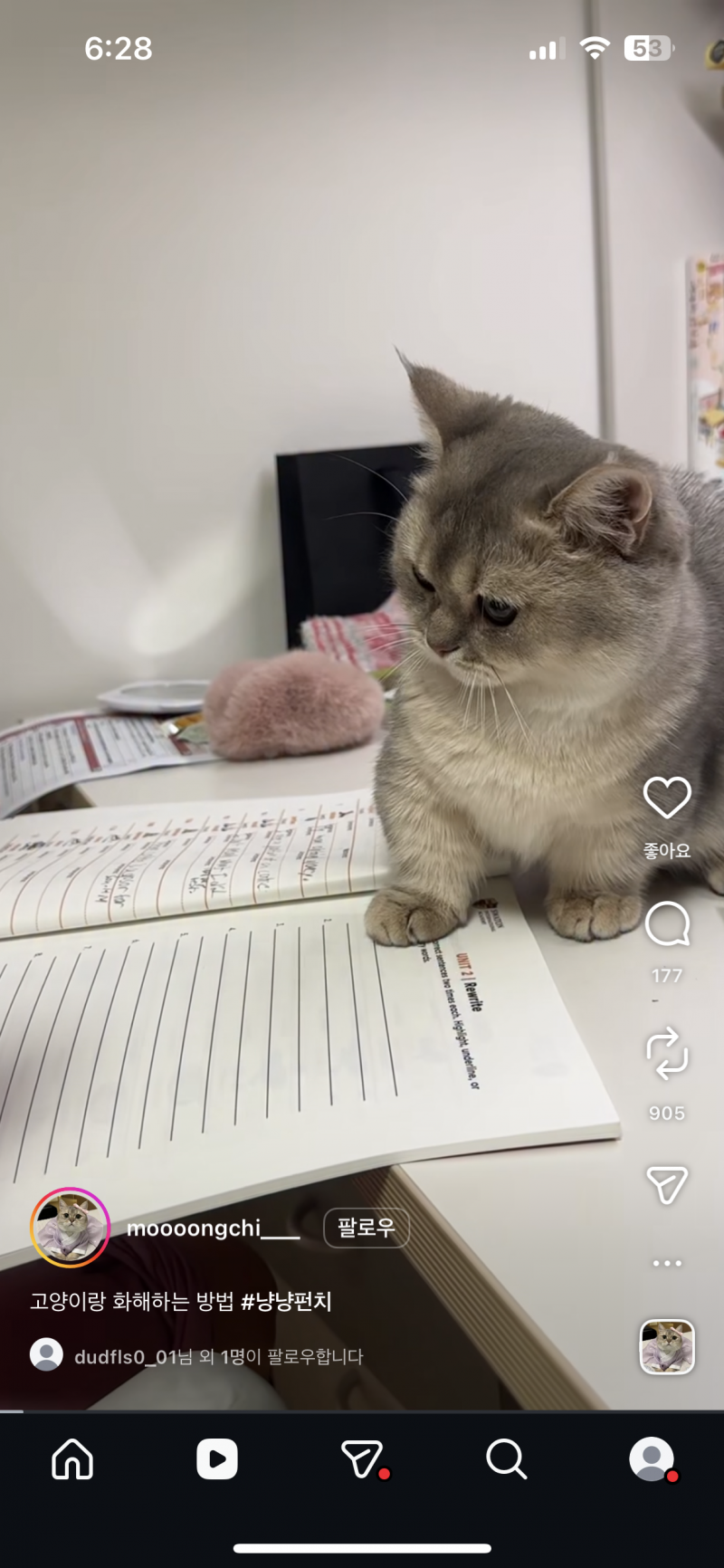 [잡담] 고양이 종이 뭐야?? 잘 아는 익들!! | 인스티즈