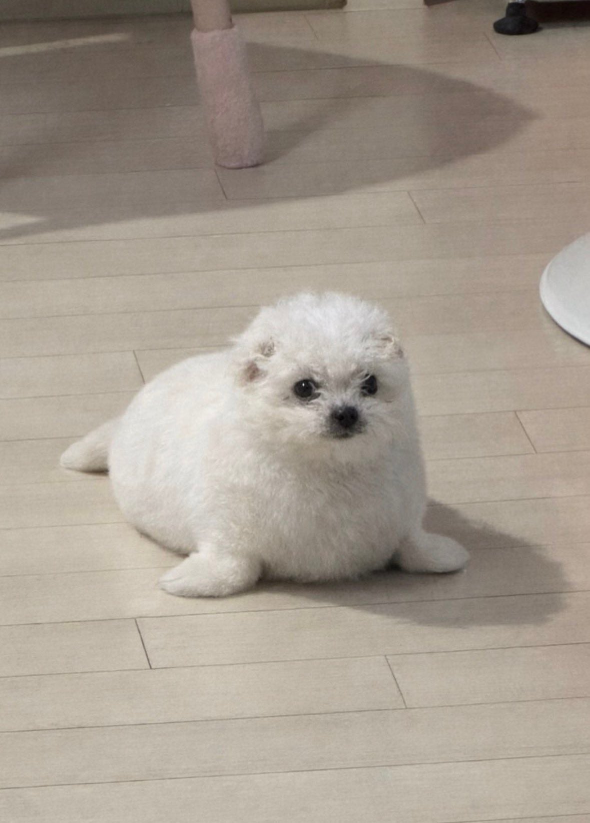 [잡담] 강아지물범 | 인스티즈