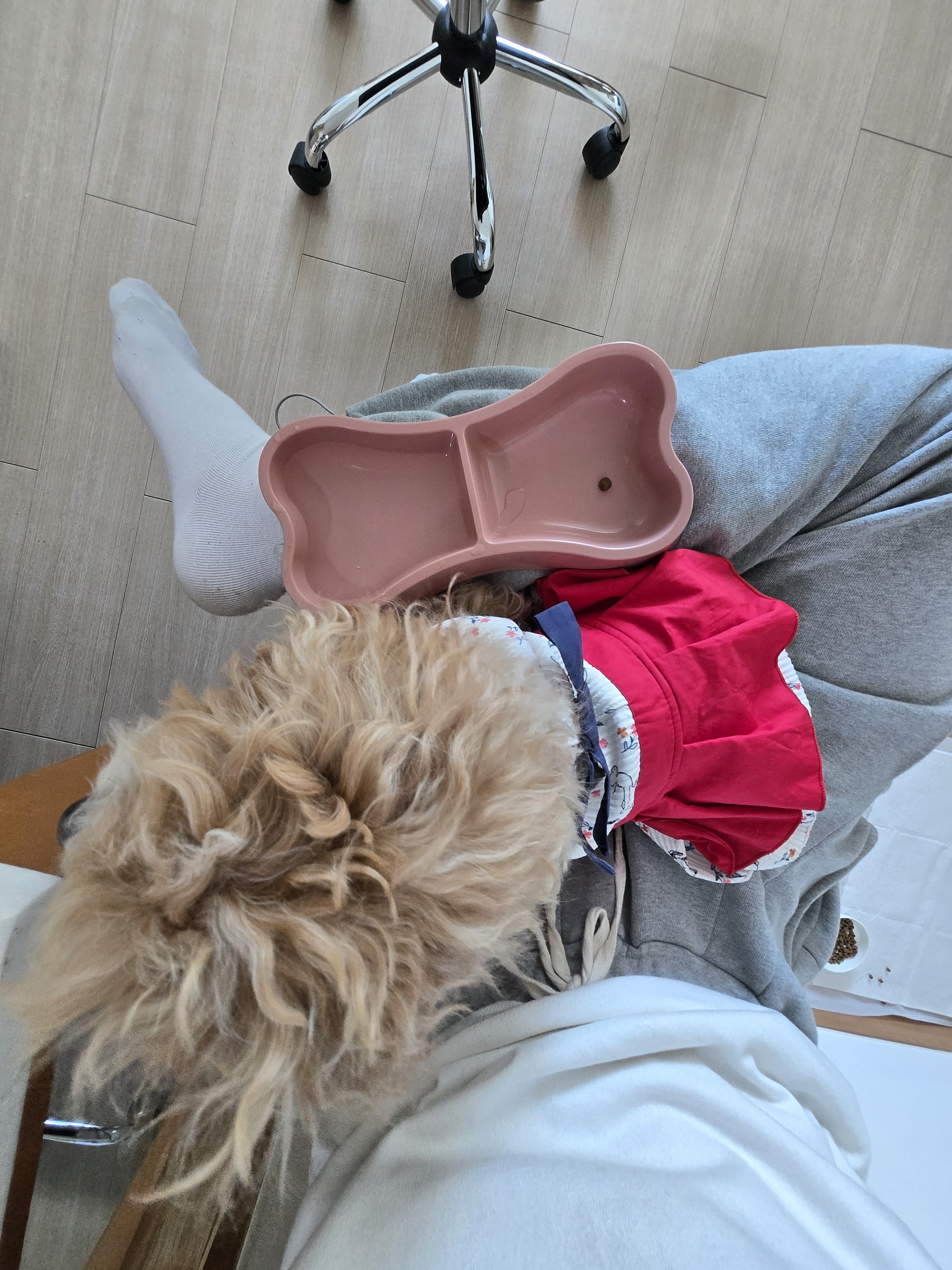 [잡담] 본진이 보내주는 반려동물 사진들은 힐링임 | 인스티즈