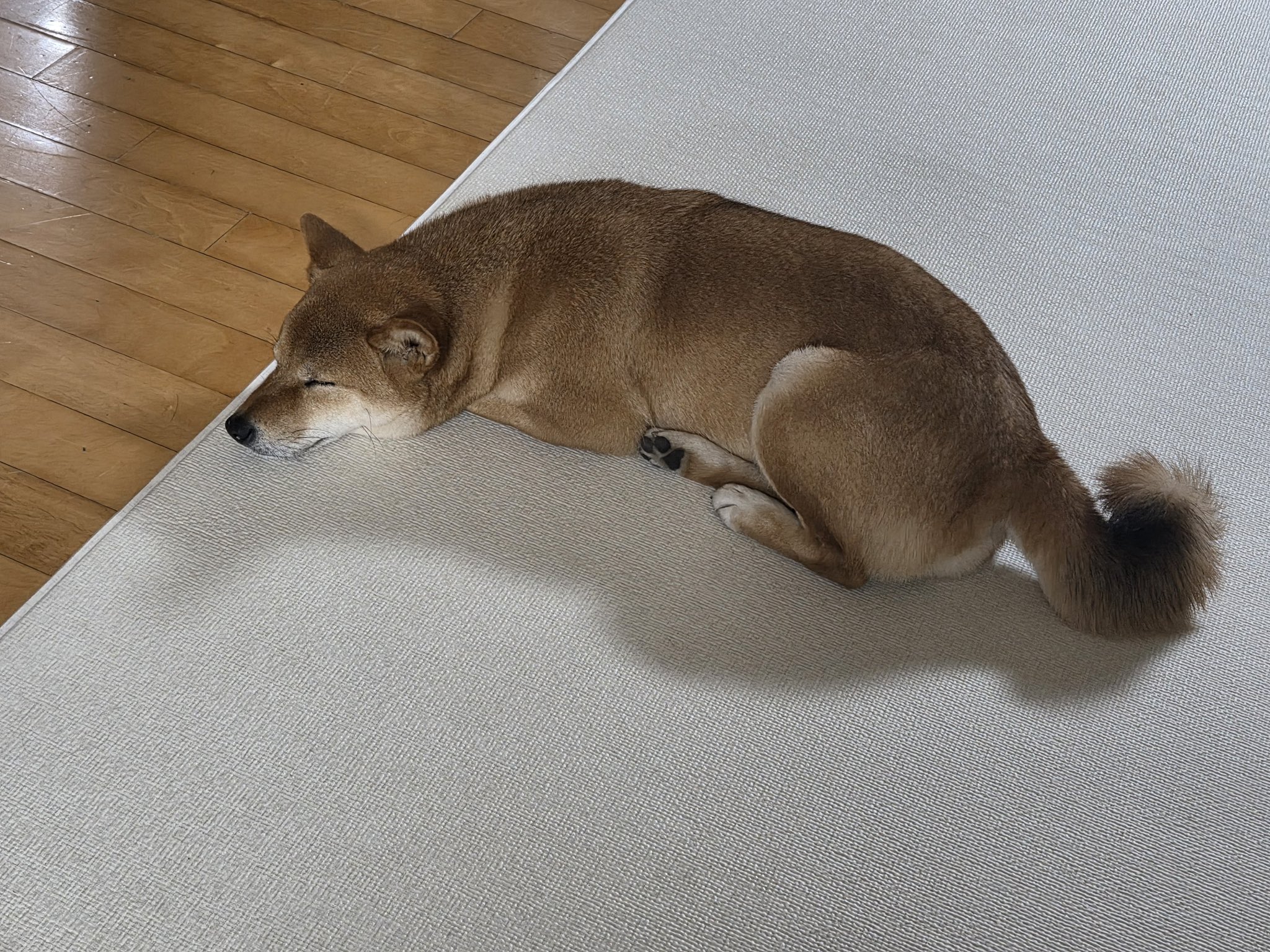 [잡담] 본진이 보내주는 반려동물 사진들은 힐링임 | 인스티즈