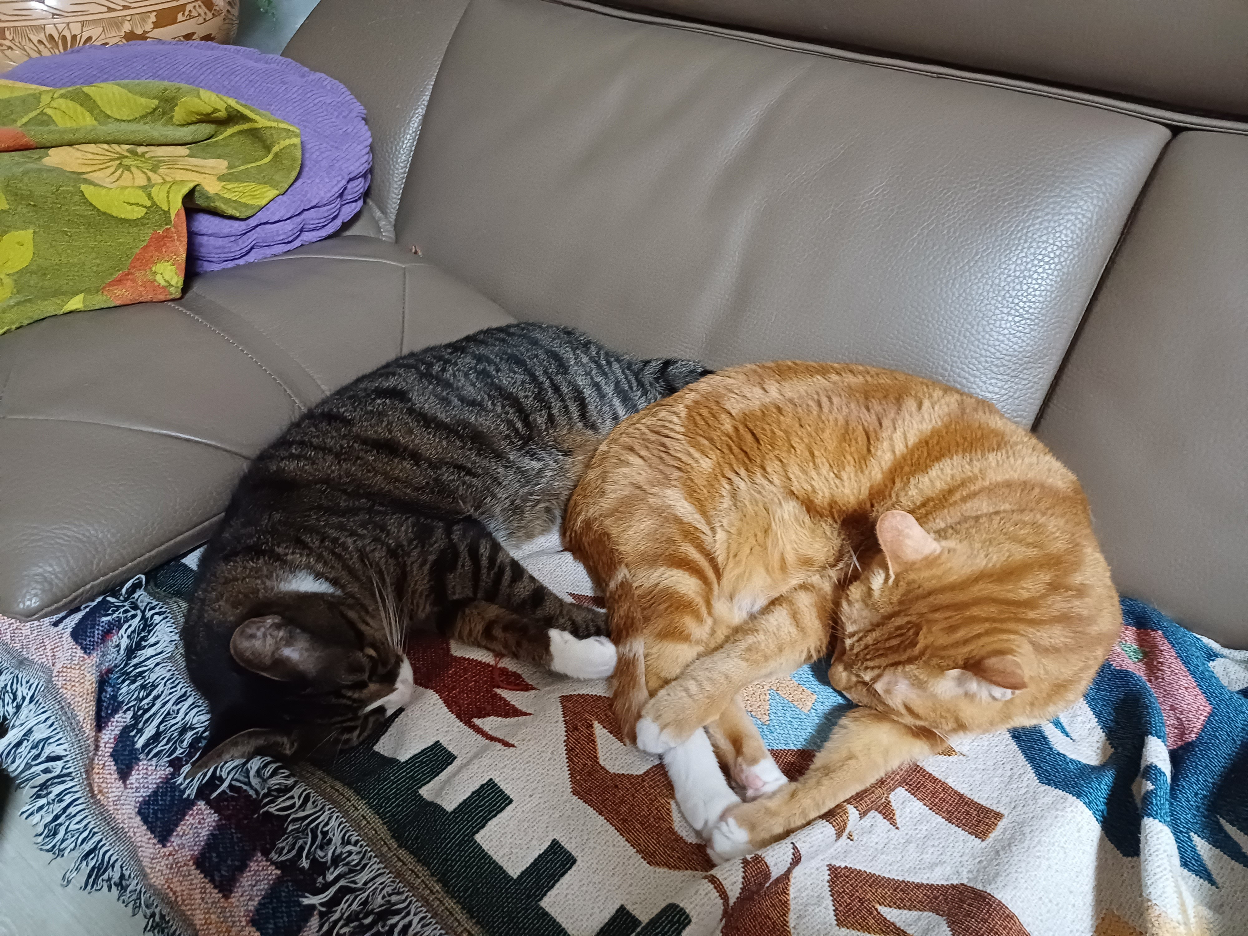 [잡담] 우리집 고양이가 동생 기강잡는거 보고갈래? | 인스티즈