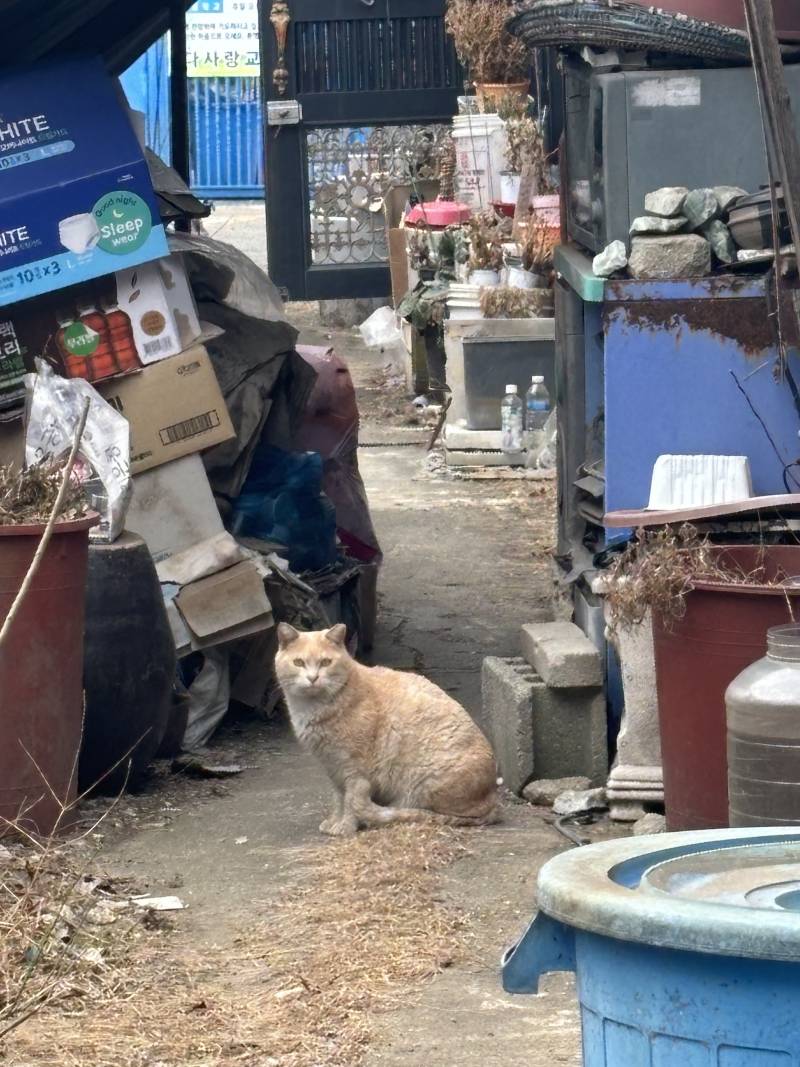 [잡담] 크림색 고양이 서로 형제인걸까? | 인스티즈