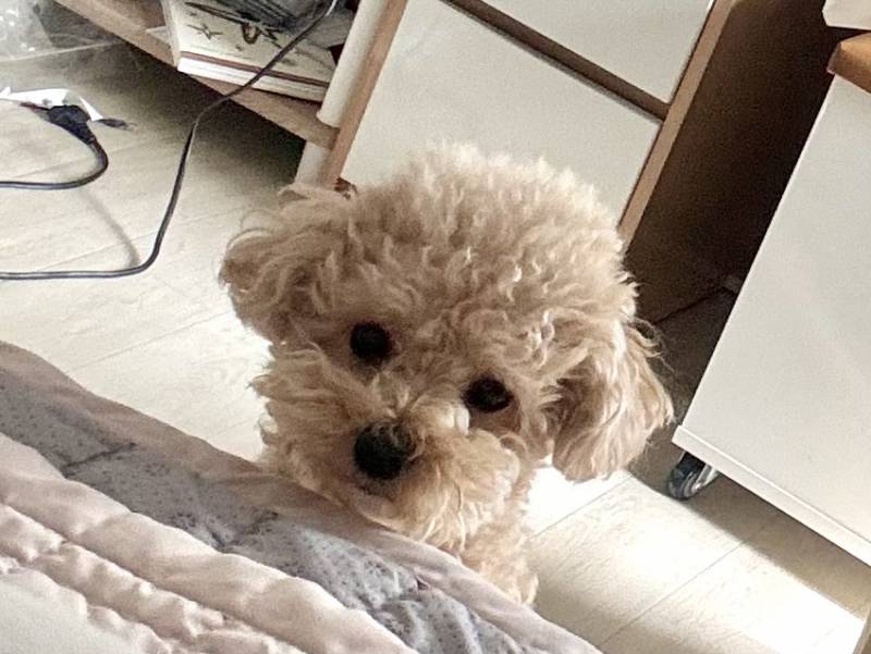 [잡담] 아 계속 침대에 올려달라해 | 인스티즈