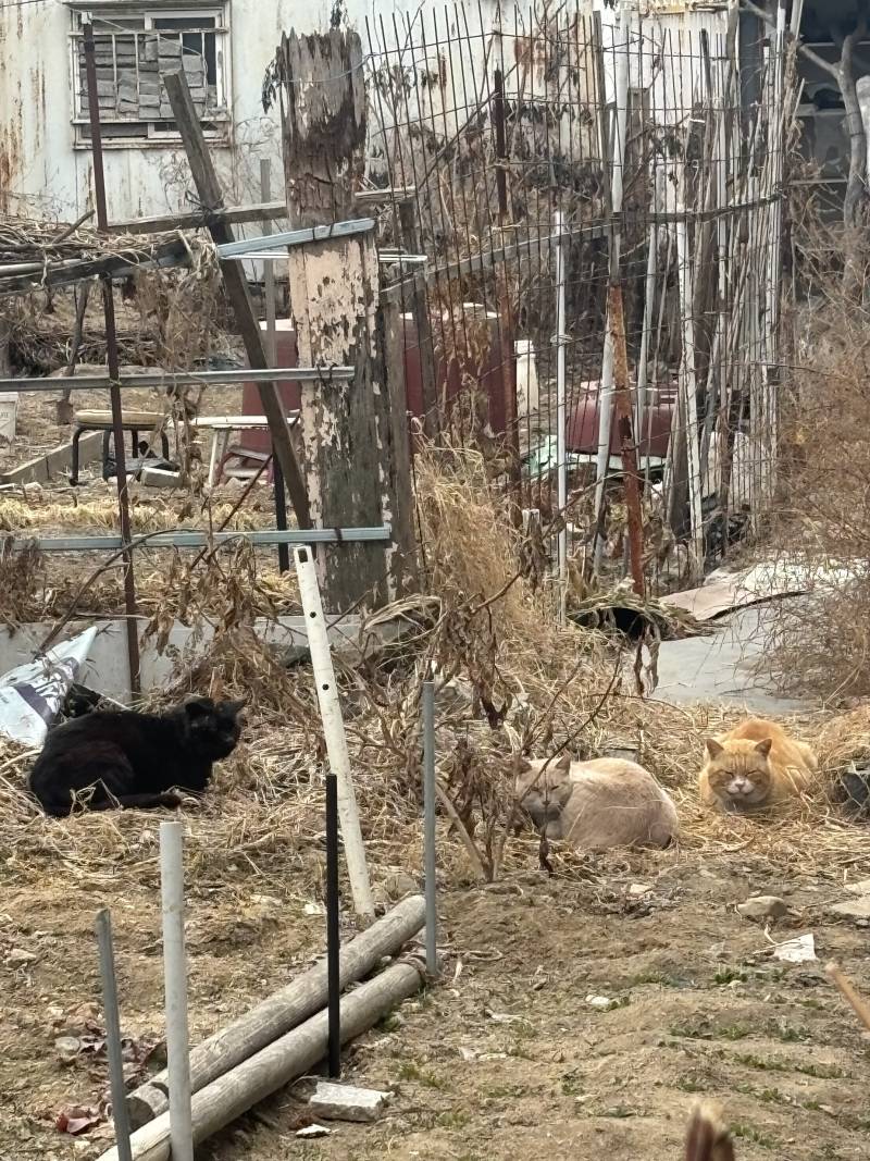 [잡담] 크림색 고양이 서로 형제인걸까? | 인스티즈