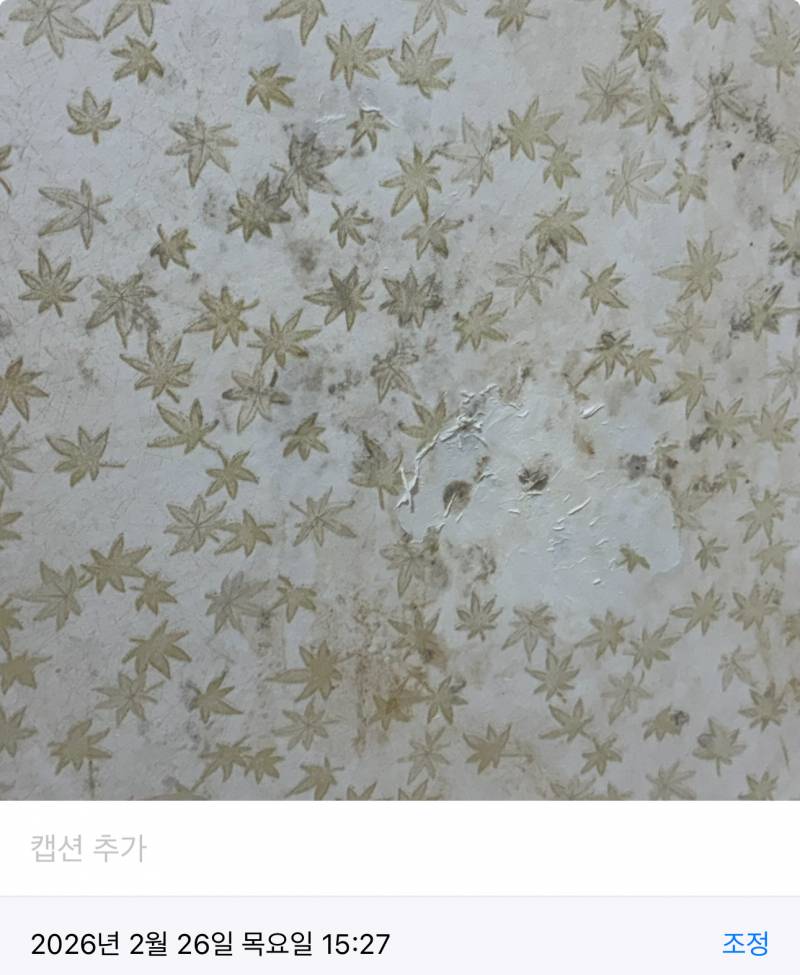 [잡담] 벽지에 핀 곰팡이 아스토니쉬로 없앤후기 -혐주의 | 인스티즈