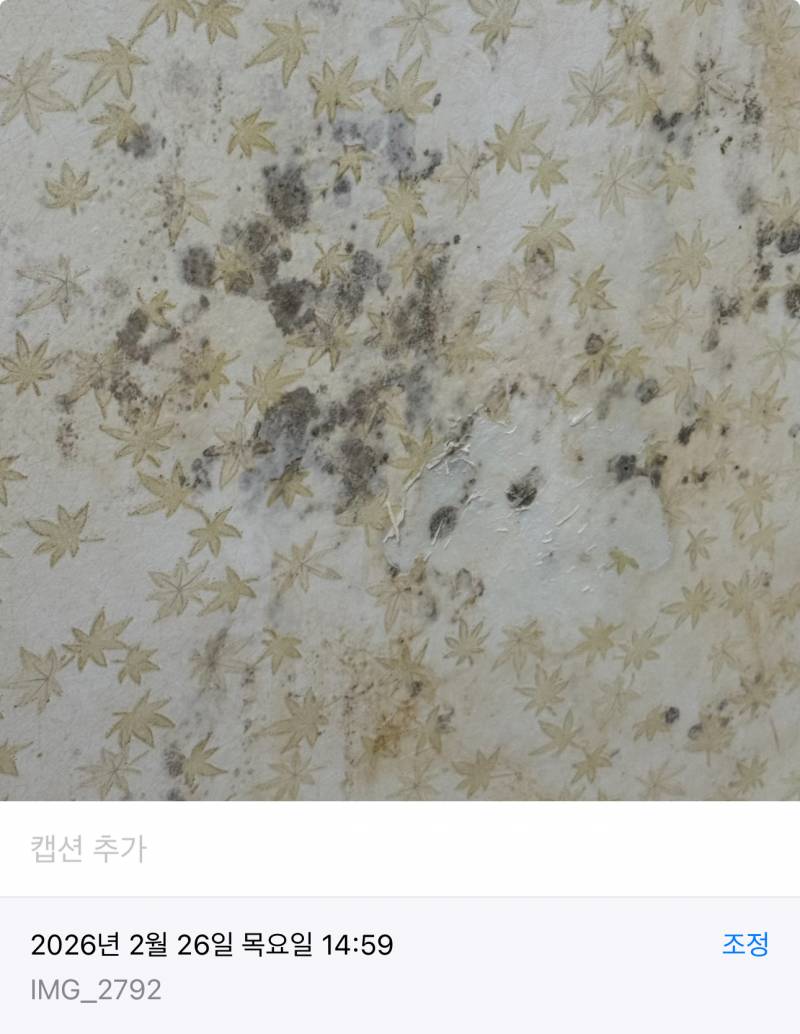 [잡담] 벽지에 핀 곰팡이 아스토니쉬로 없앤후기 -혐주의 | 인스티즈
