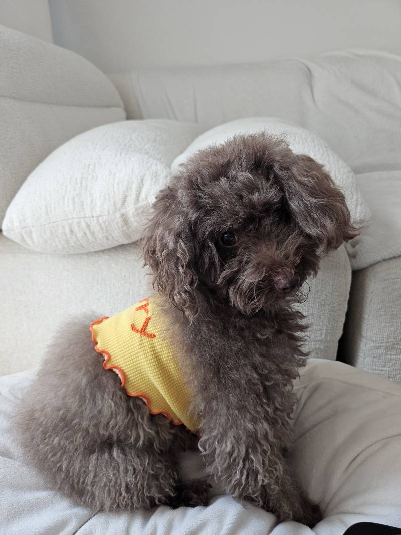 [잡담] 우리집 강쥐랑 넘의집 냥이 커플옷 | 인스티즈
