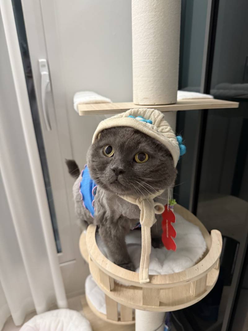 [잡담] 우리집 강쥐랑 넘의집 냥이 커플옷 | 인스티즈