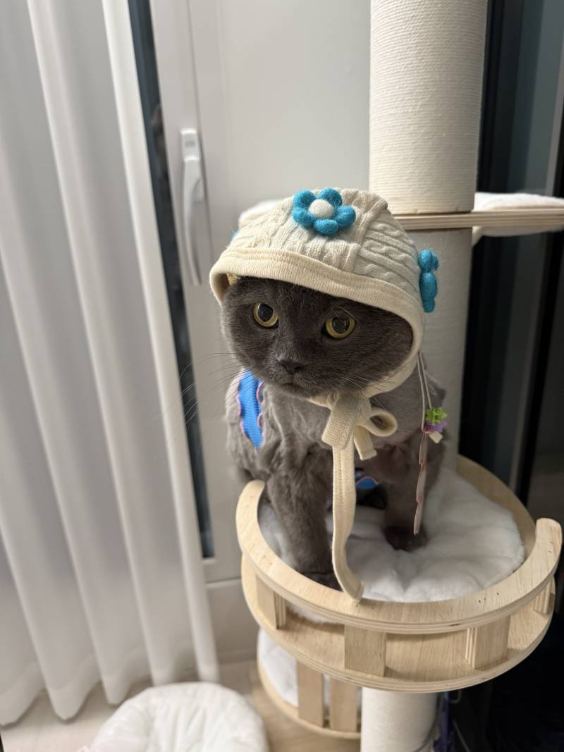 [잡담] 우리집 강쥐랑 넘의집 냥이 커플옷 | 인스티즈