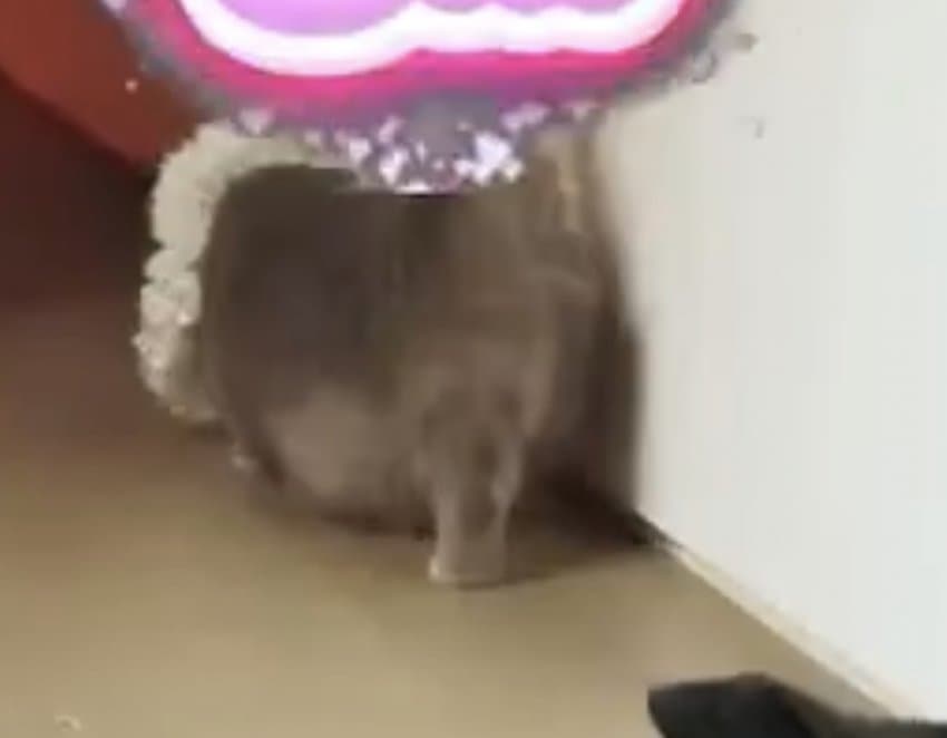 [잡담] 지디 반려돼지 뱃살 폼 미쳤다 | 인스티즈