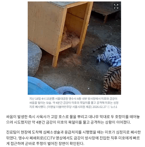 [단독] 미호 폐사 전 문단속 안 해…금강이와 싸움 CCTV 보니 (서울대공원 호랑이 미호 | 인스티즈