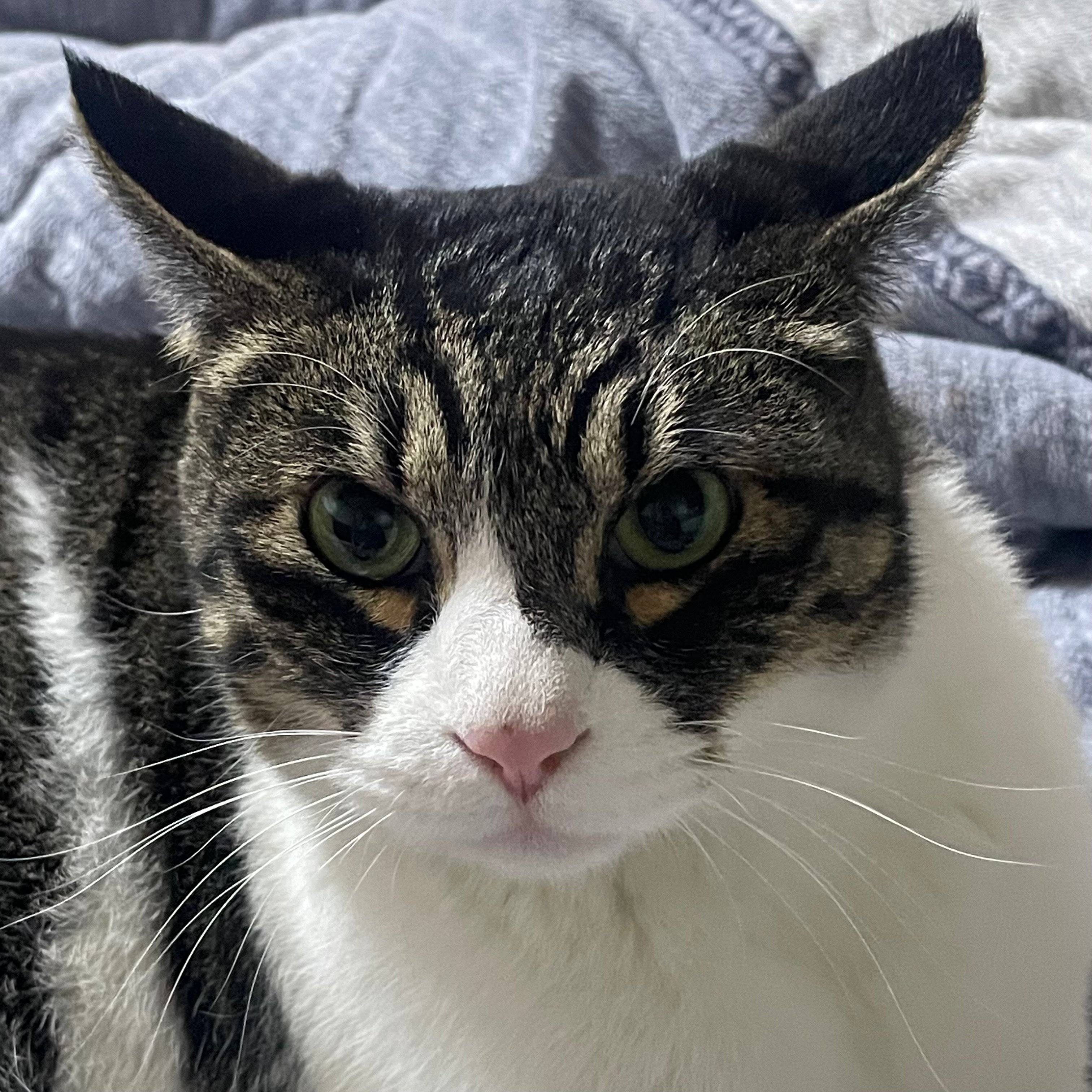 [잡담] 앙 우리집 고양이🐱 | 인스티즈