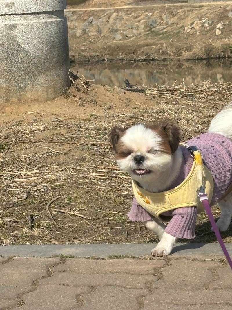 [잡담] 아가 아침산책중 | 인스티즈