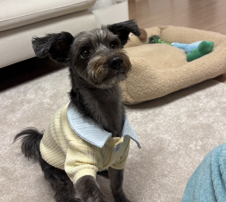 [잡담] 강아지) 강아지 입양 홍보 합니당..! 유기견 히로 | 인스티즈
