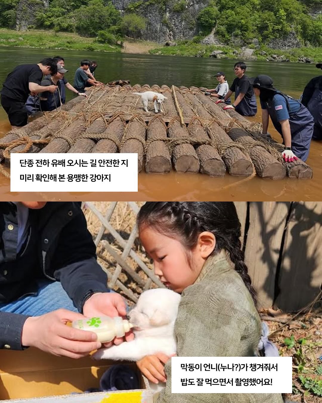 [잡담] 왕사남 진돌이 완전 늠름 강쥐된거 본 사람 | 인스티즈