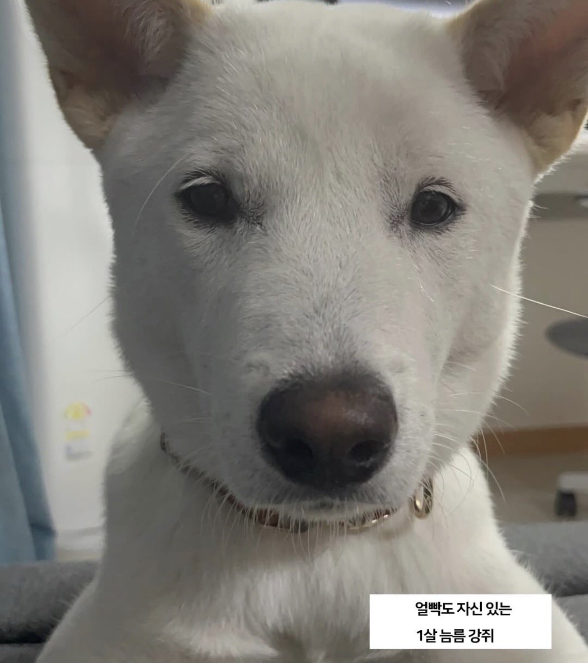 [잡담] 왕사남 진돌이 완전 늠름 강쥐된거 본 사람 | 인스티즈