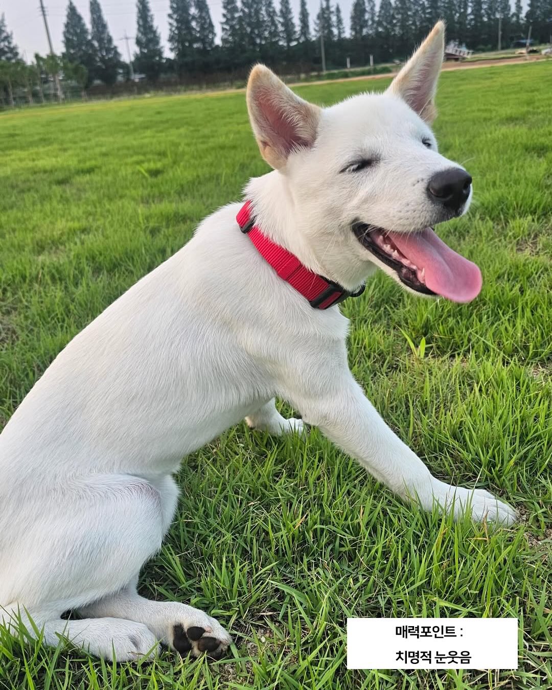 [잡담] 왕사남 진돌이 완전 늠름 강쥐된거 본 사람 | 인스티즈