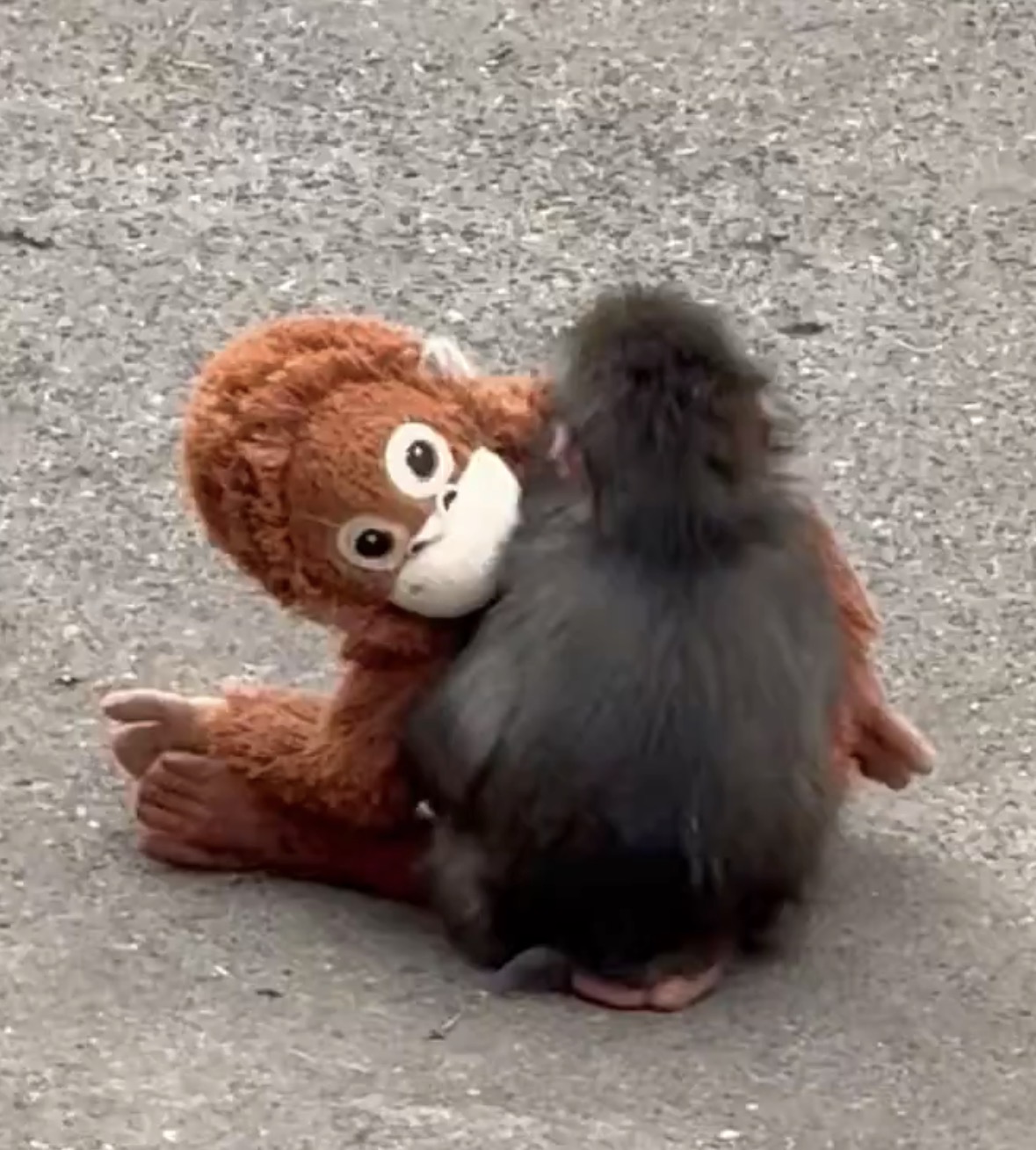[잡담] 펀치 솜숭이 꼬옥 안고 있어.. 🐵🐒 | 인스티즈
