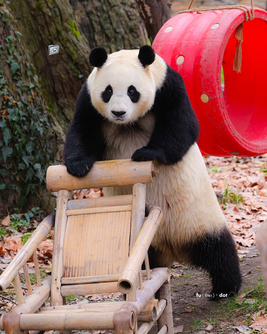 [잡담] 푸바오 다리 댕짧은거 보소 ㅋㅋ | 인스티즈