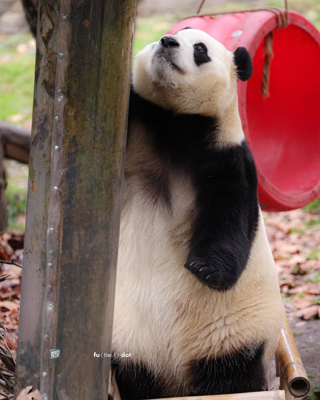 [잡담] 푸바오 다리 댕짧은거 보소 ㅋㅋ | 인스티즈