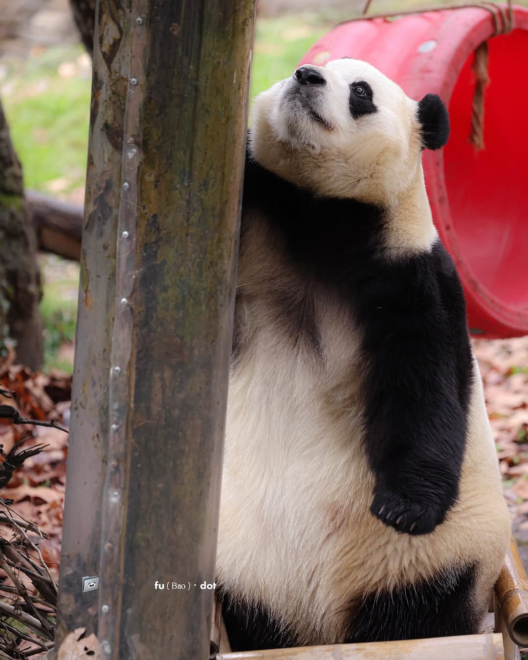 [잡담] 푸바오 다리 댕짧은거 보소 ㅋㅋ | 인스티즈