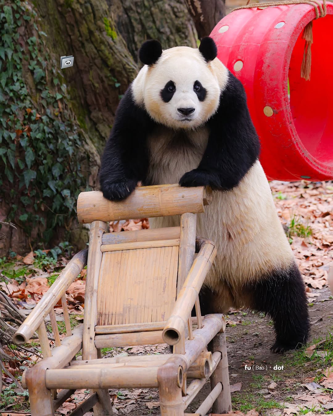 [잡담] 푸바오 다리 댕짧은거 보소 ㅋㅋ | 인스티즈