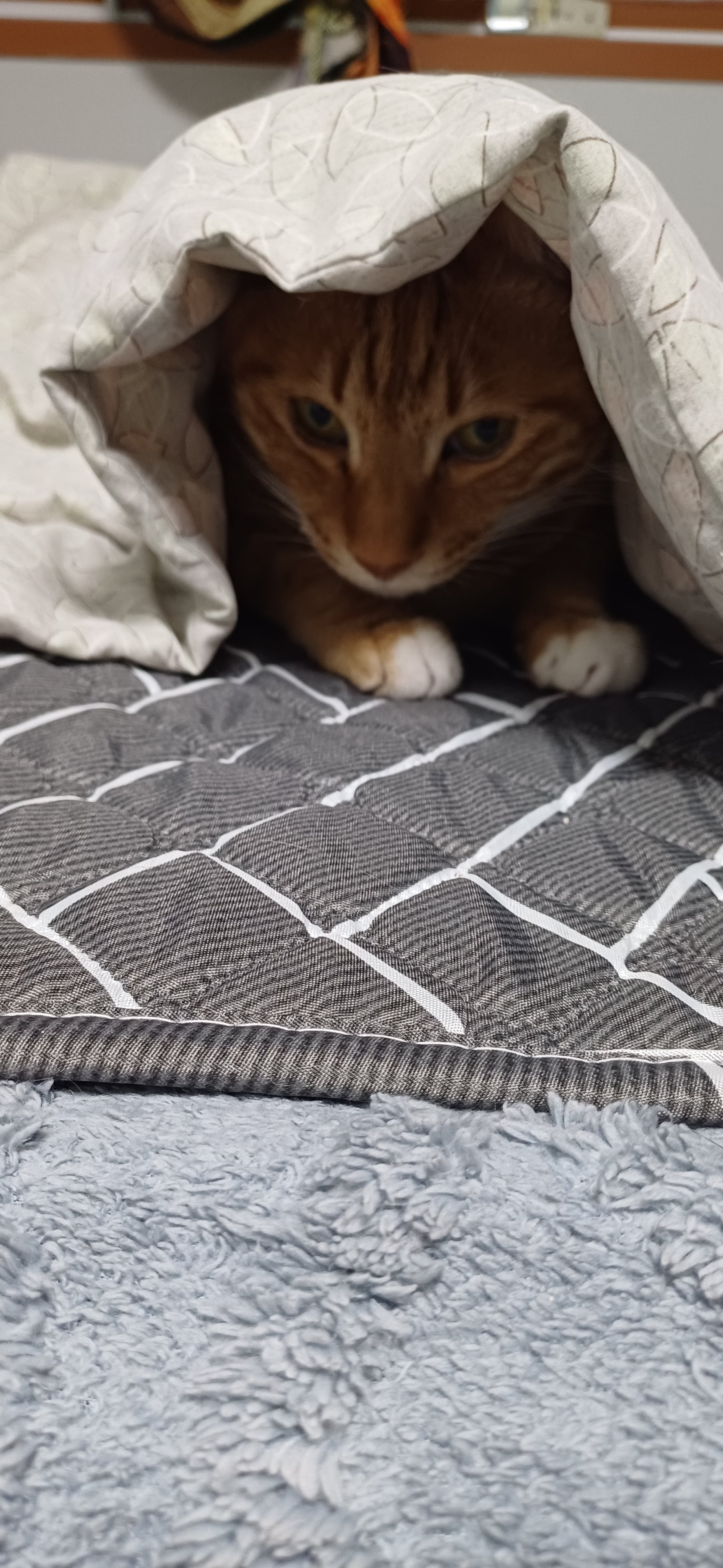[잡담] 울집 고양이가 오늘같은날 이불밖은 위험하대 | 인스티즈