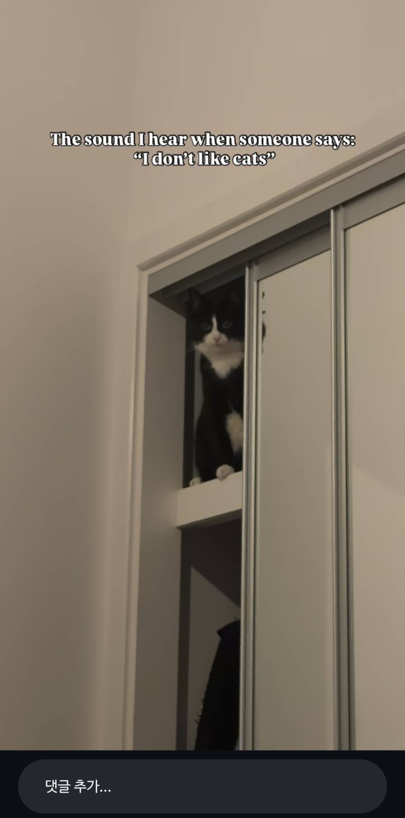 [잡담] 고양이는 진짜 귀여울라고태어난거맞다... | 인스티즈