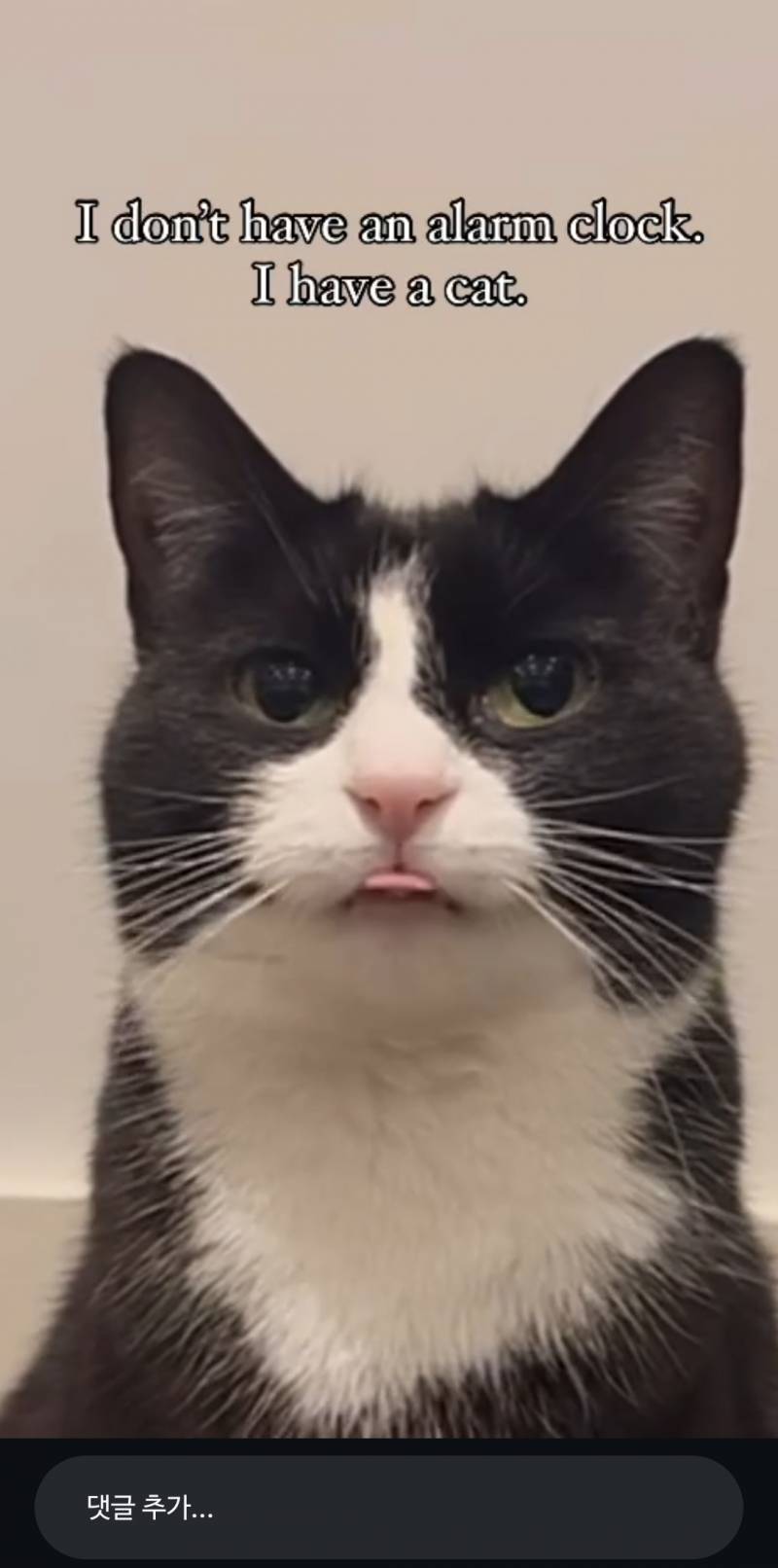 [잡담] 얘 왜케 귀엽게생겻냐 | 인스티즈
