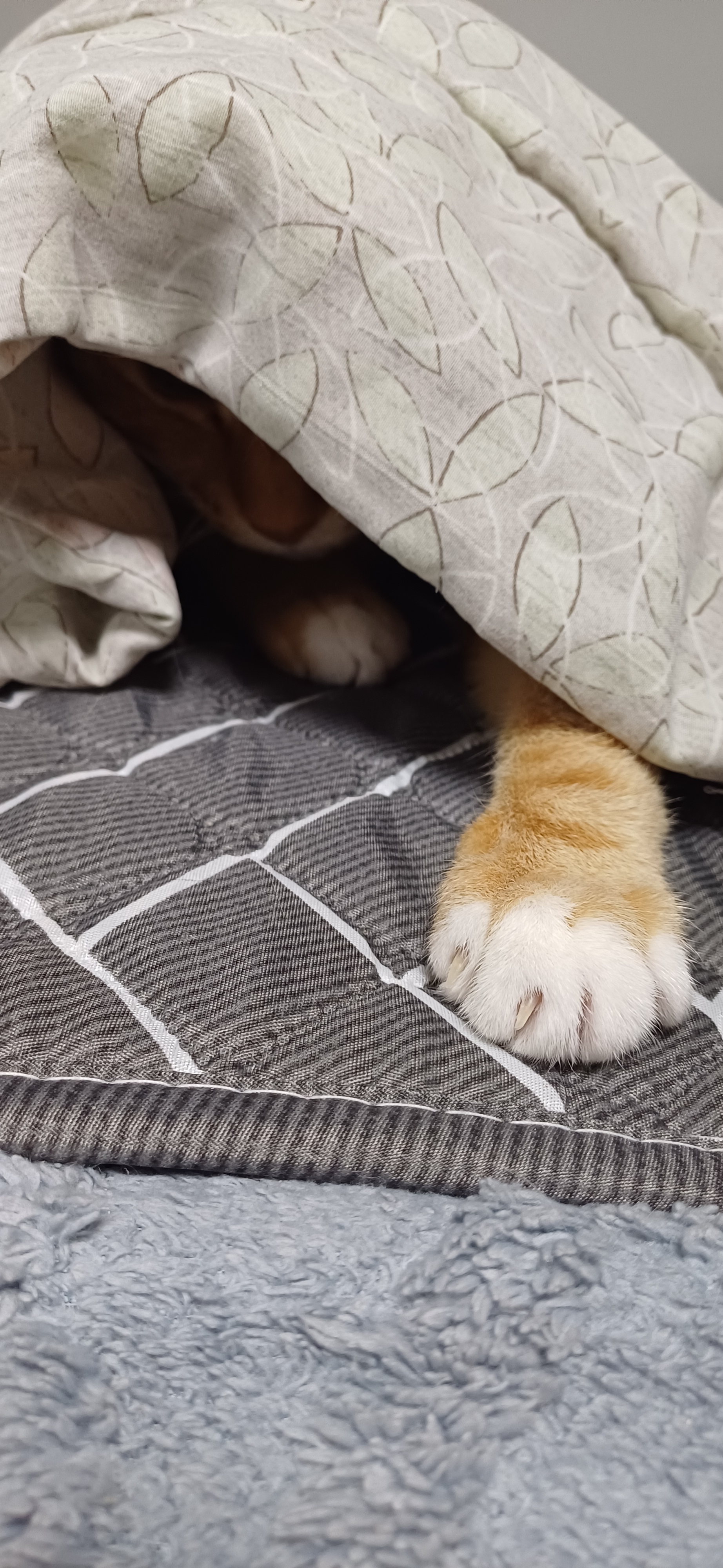 [잡담] 울집 고양이가 오늘같은날 이불밖은 위험하대 | 인스티즈