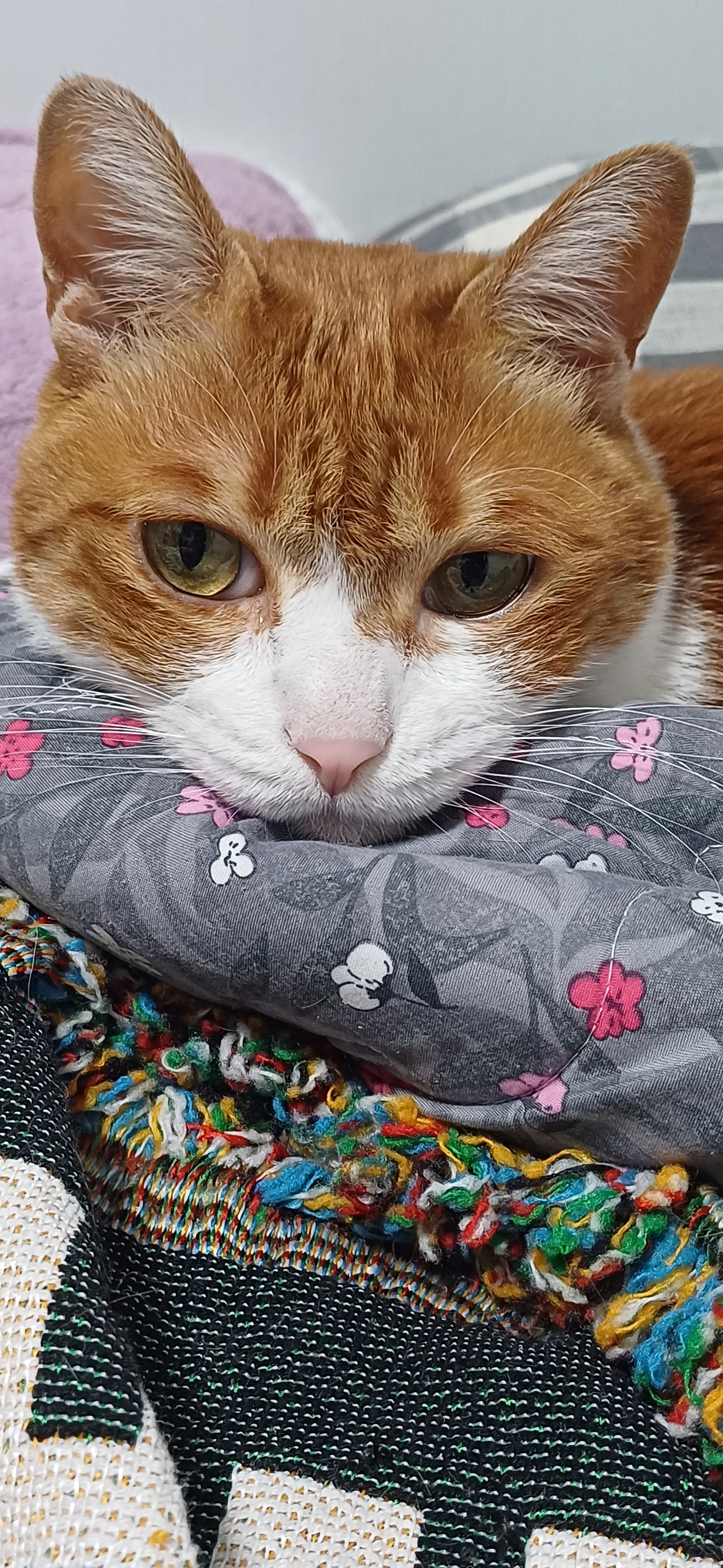 [잡담] 방문을 열었는데 고양이가 너무 심드렁함 | 인스티즈