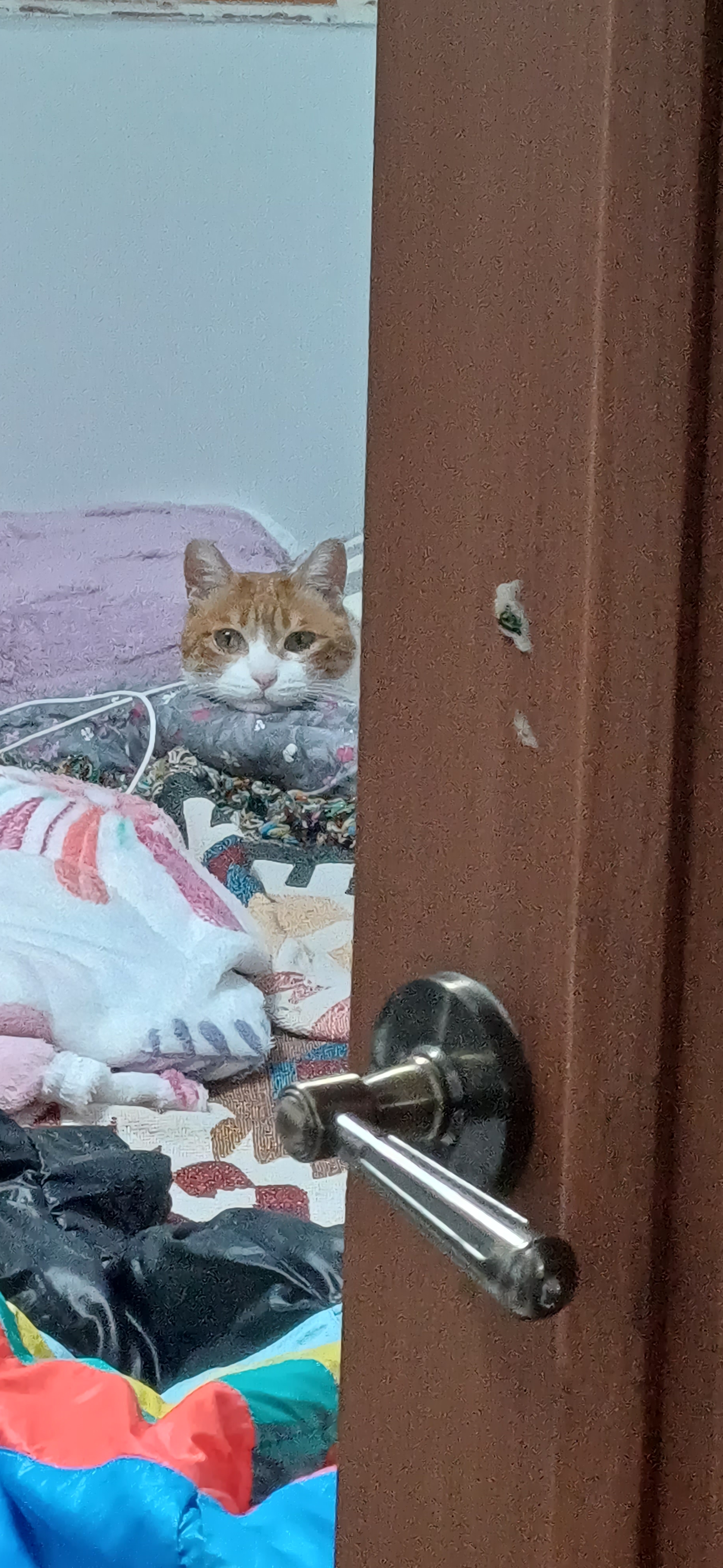 [잡담] 방문을 열었는데 고양이가 너무 심드렁함 | 인스티즈