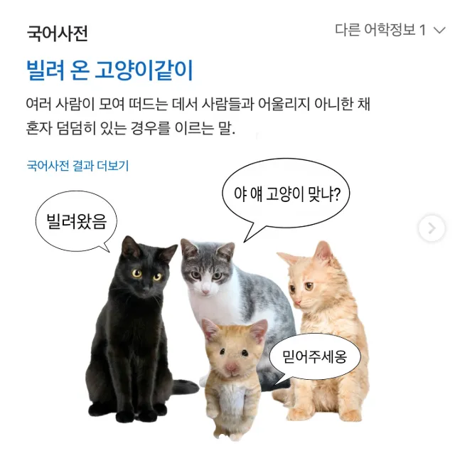 [잡담] 빌려온 고양이 속담뜻 귀엽다ㅋㅋㅋ | 인스티즈