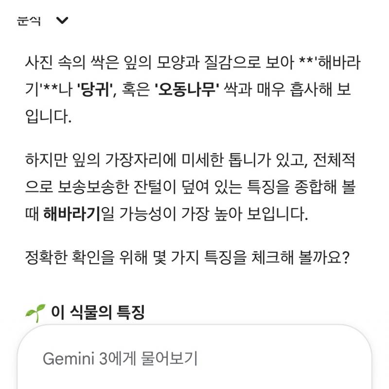 [잡담] 아니 제미나이ㅋㅋㅋㅋㅋ 울 엄마가 심은 싹 물어봤는데 | 인스티즈