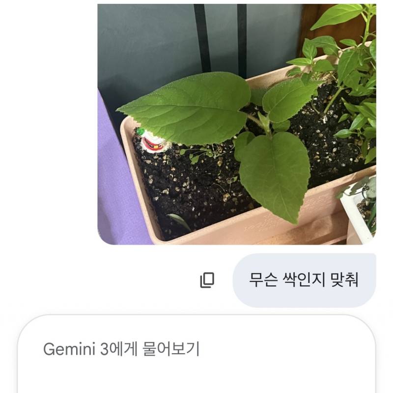 [잡담] 아니 제미나이ㅋㅋㅋㅋㅋ 울 엄마가 심은 싹 물어봤는데 | 인스티즈