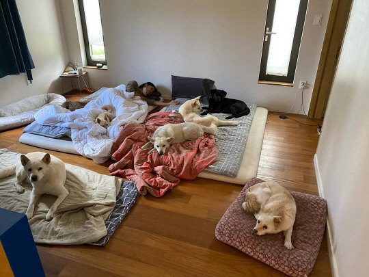 [정보/소식] 이효리, 엉망진창 집 상태에 쏟아진 '위생' 비난…"개털 가득 지저분" 도 넘은 훈수 | 인스티즈