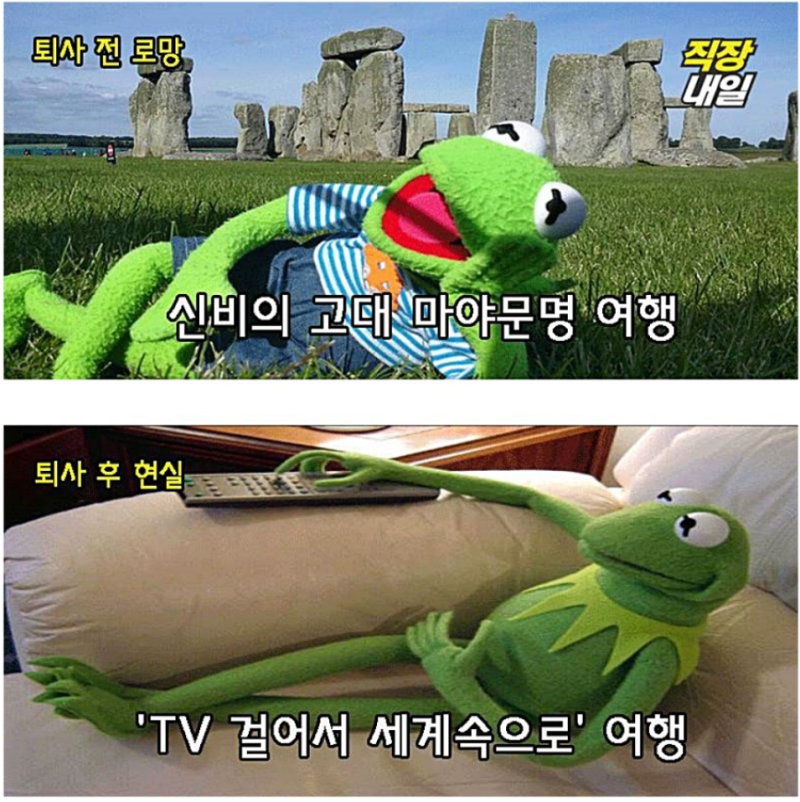 [잡담] 이 개구리 이름 아는 사람 | 인스티즈