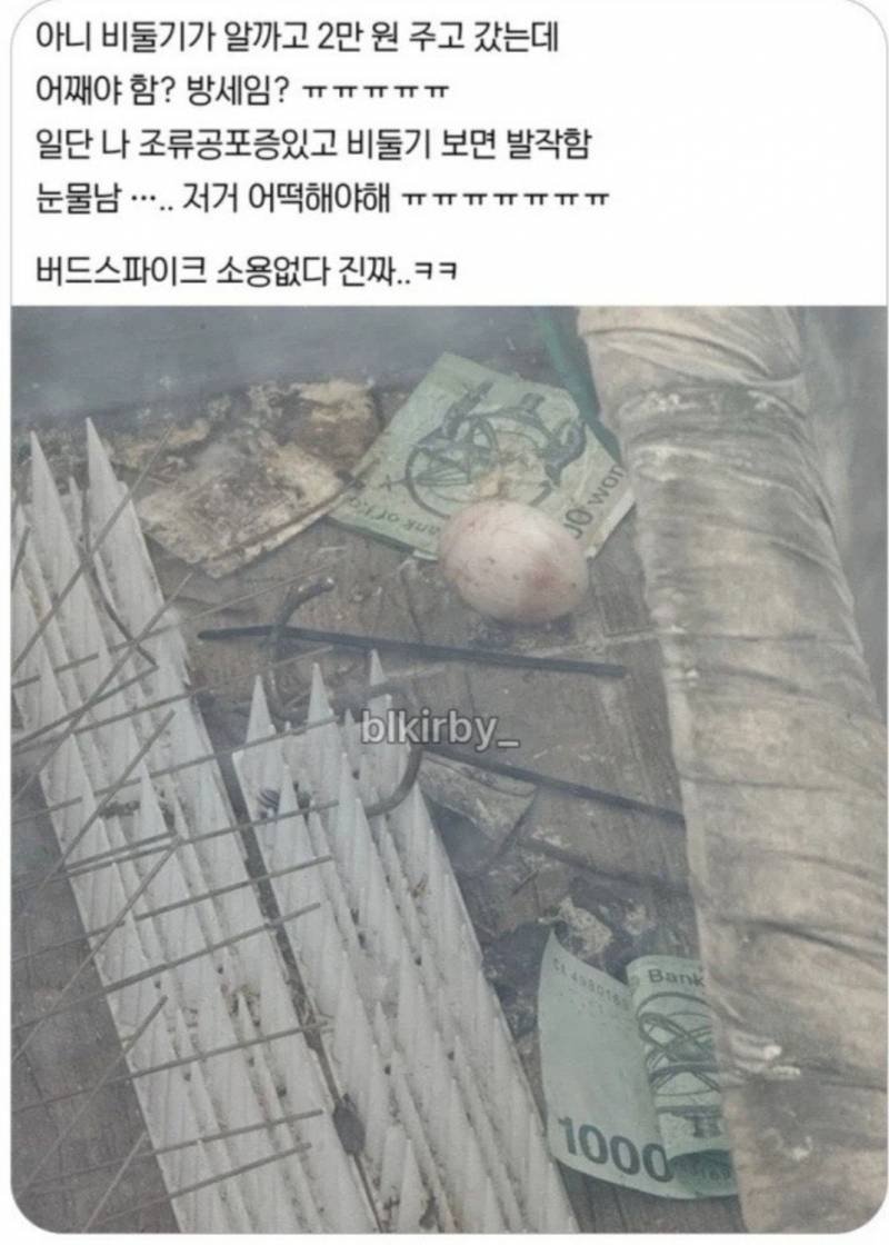 [잡담] 비둘기가 방세로 2만원 주고 가면 받아줄거야? | 인스티즈