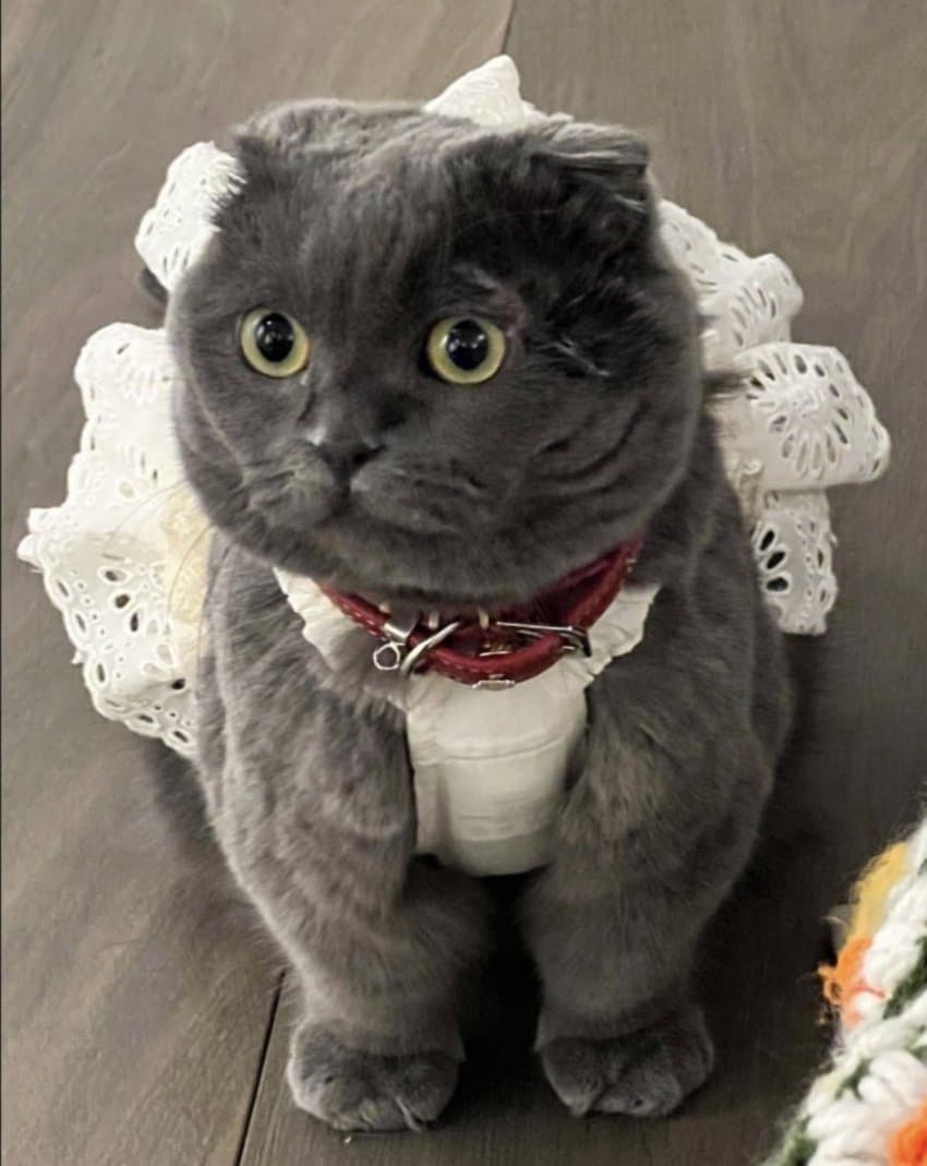 [잡담] 지디 뚱냥이 옷도 나오나봐 | 인스티즈