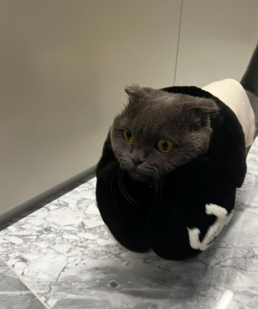 [잡담] 지디 뚱냥이 옷도 나오나봐 | 인스티즈