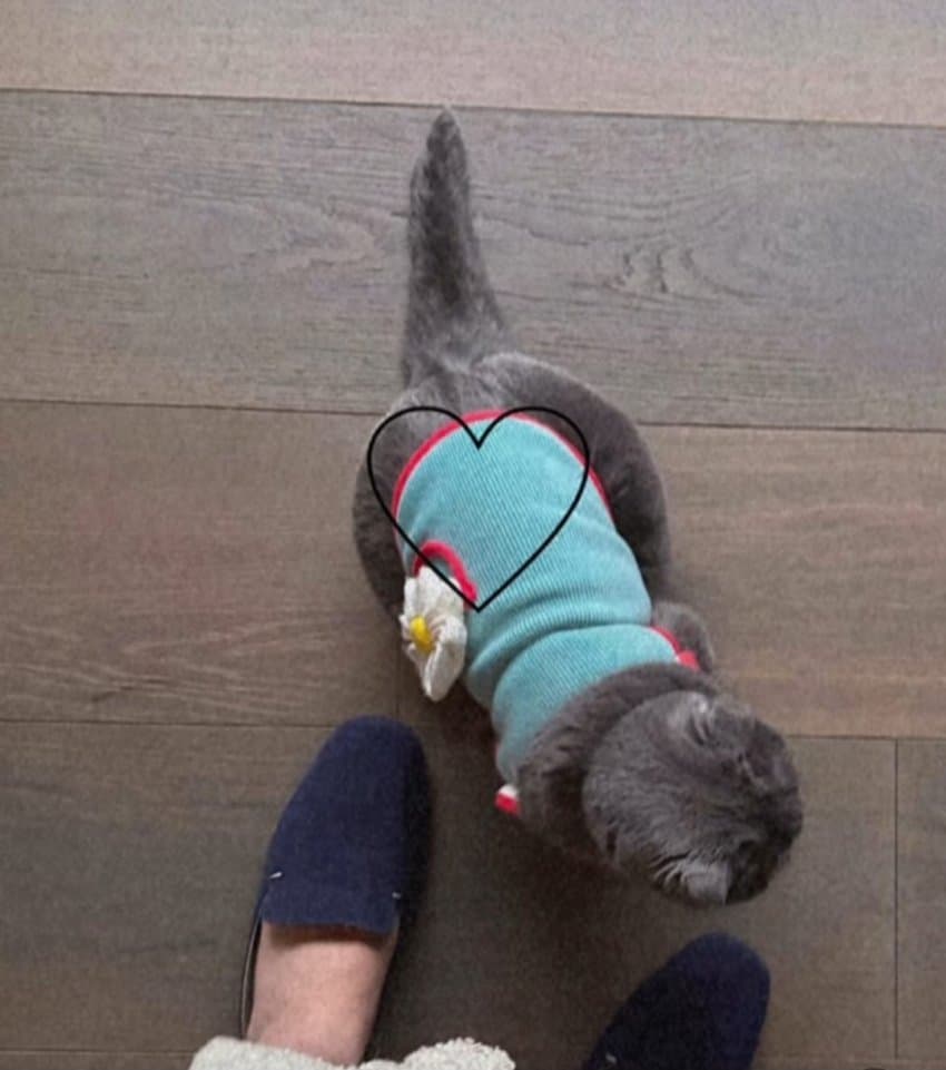 [잡담] 지디 뚱냥이 옷도 나오나봐 | 인스티즈