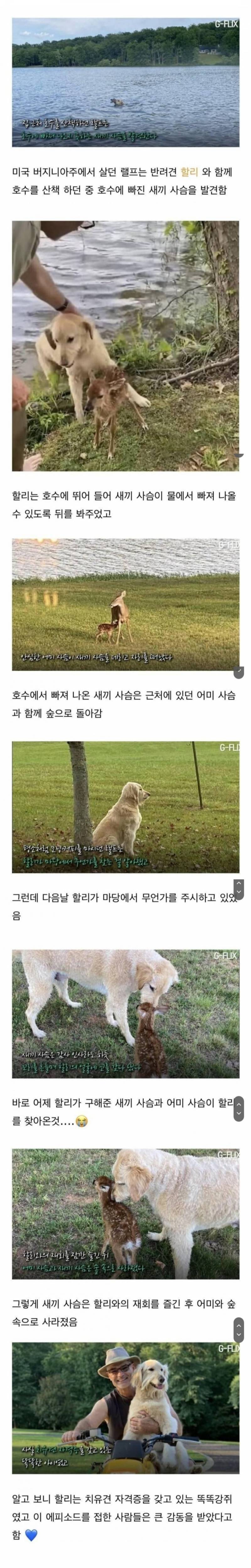[잡담] 자신을 구해준 개를 찾아온 아기 사슴 | 인스티즈