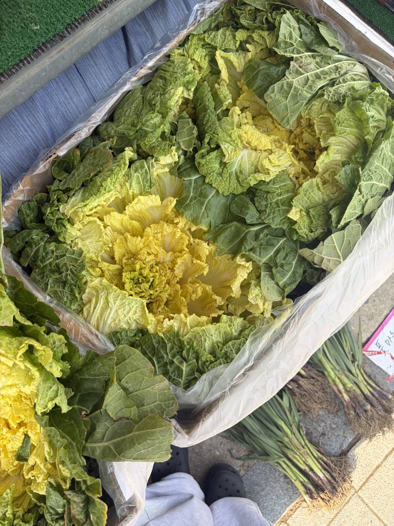 [잡담] 원래 봄동이 이렇게 큰가? | 인스티즈
