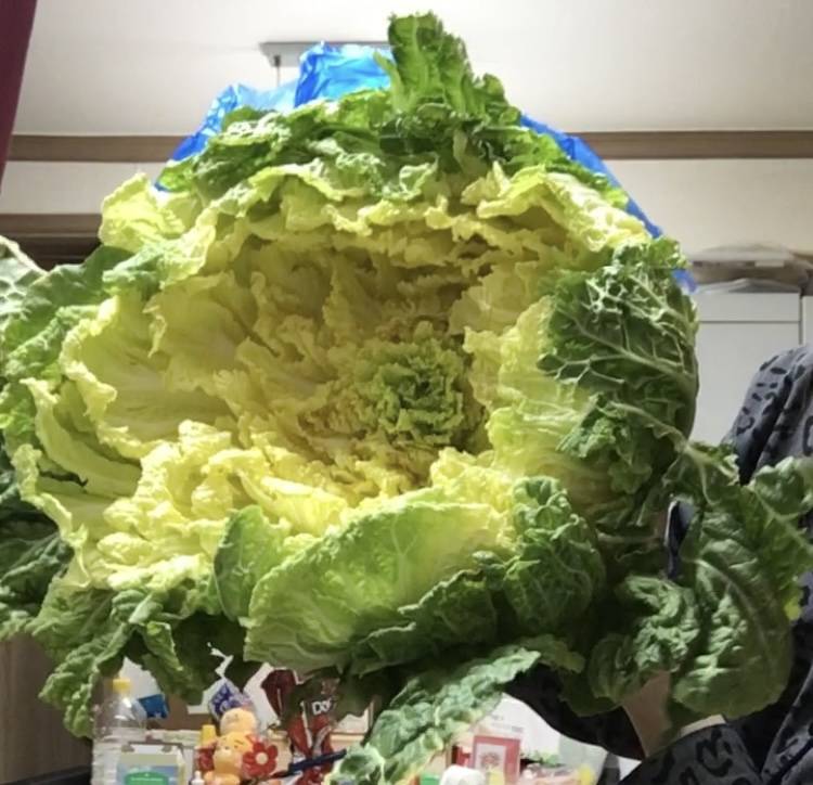 [잡담] 원래 봄동이 이렇게 큰가? | 인스티즈