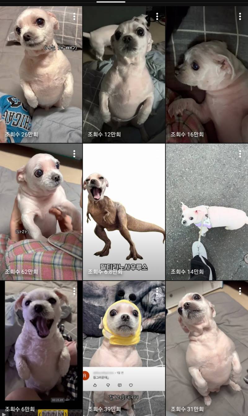 [잡담] 강아지 포도 알아? | 인스티즈