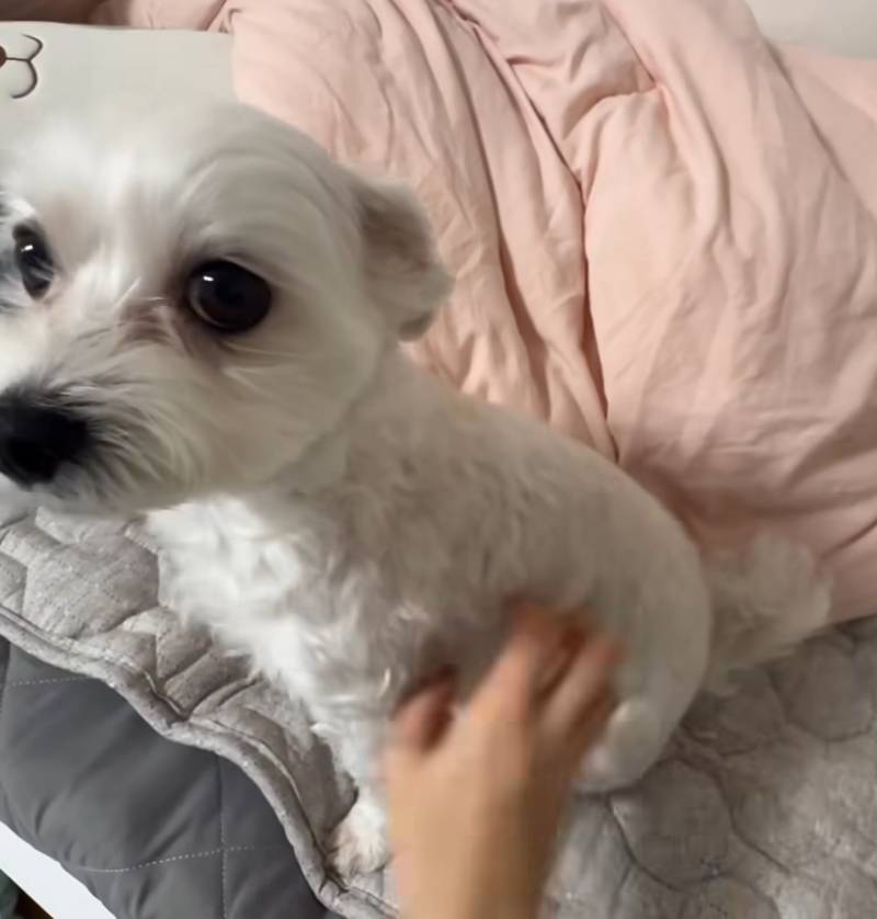 [잡담] 익들아 이거 말티즈 맞지?? | 인스티즈