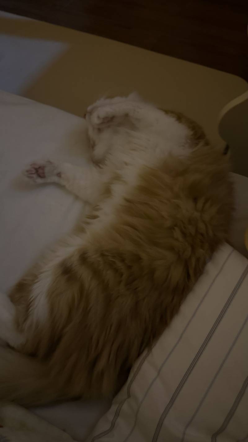 [잡담] 우리 집 고양이 귀여워 | 인스티즈