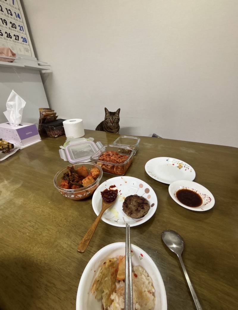 [잡담] 울집 고영이 혼밥하면 앞에 앉아있음 | 인스티즈