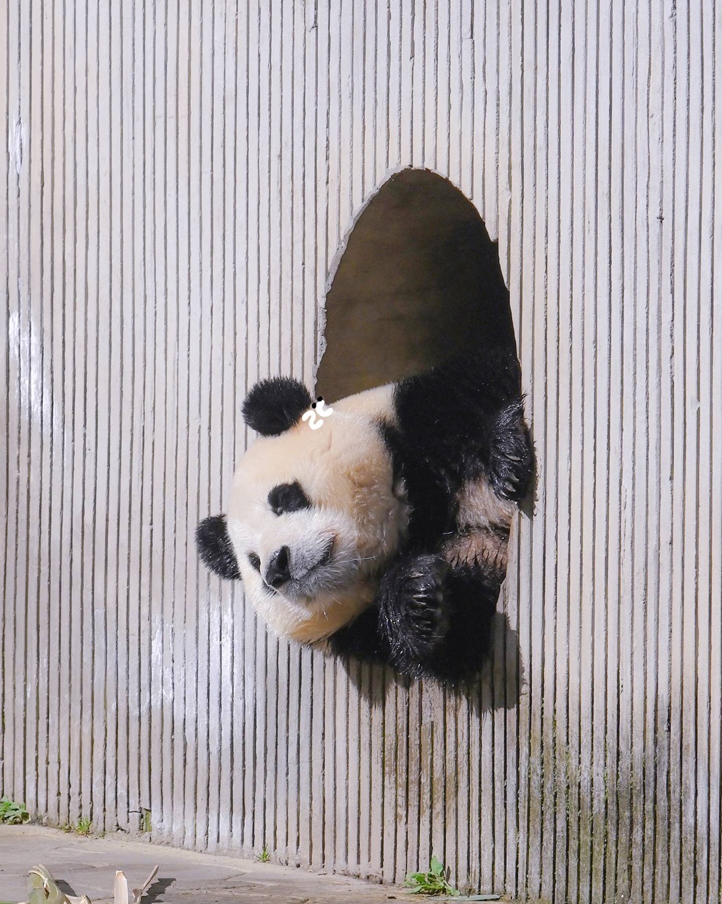[잡담] 세탁기에서 나오는 푸바오 | 인스티즈