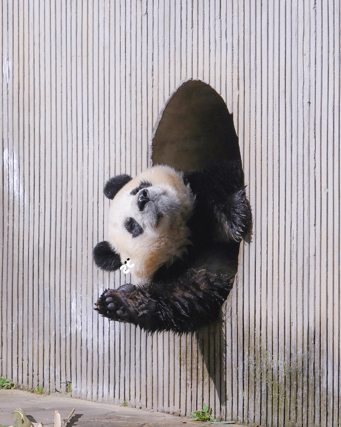 [잡담] 세탁기에서 나오는 푸바오 | 인스티즈